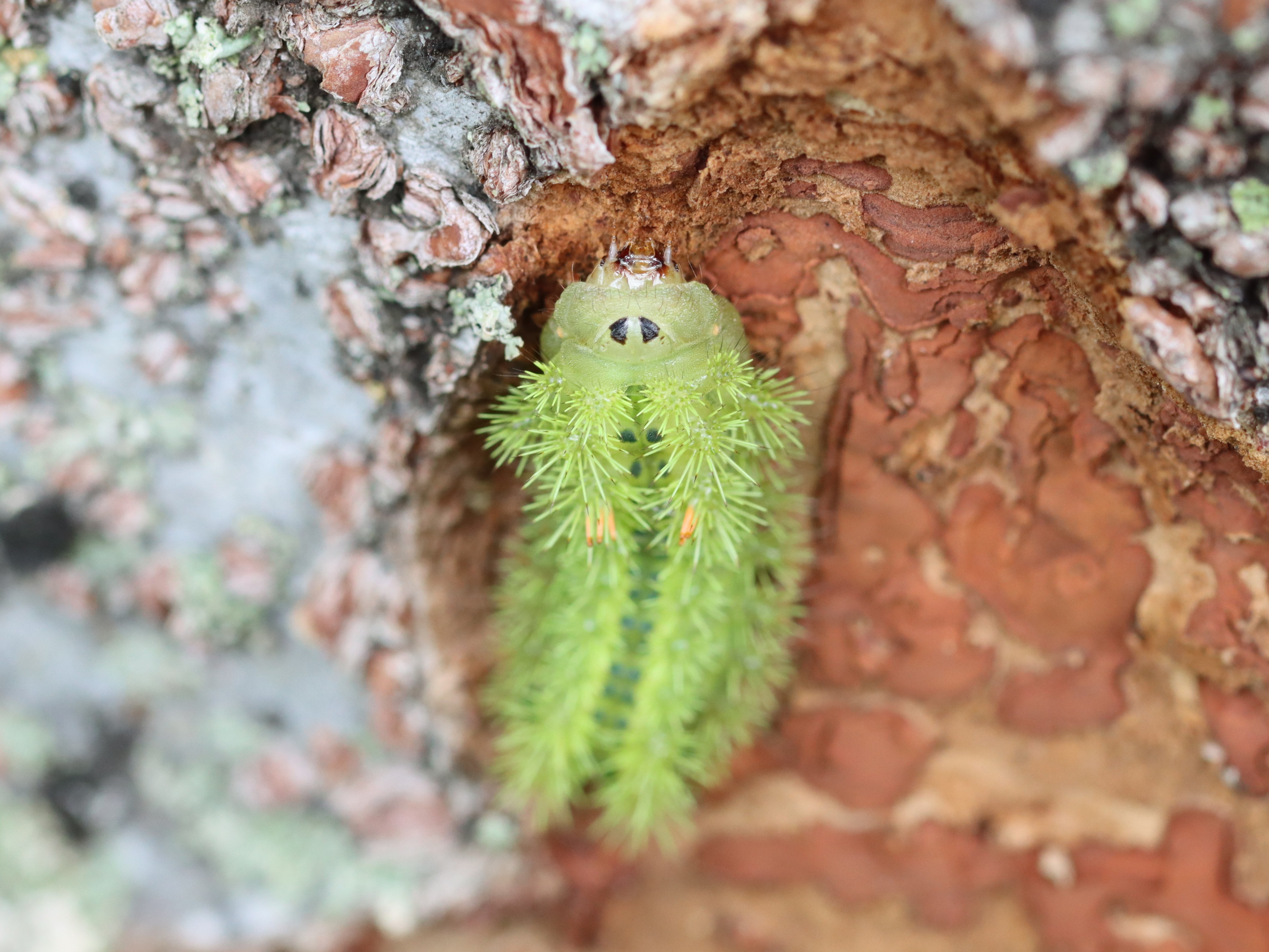 ヒロヘリアオイラガ